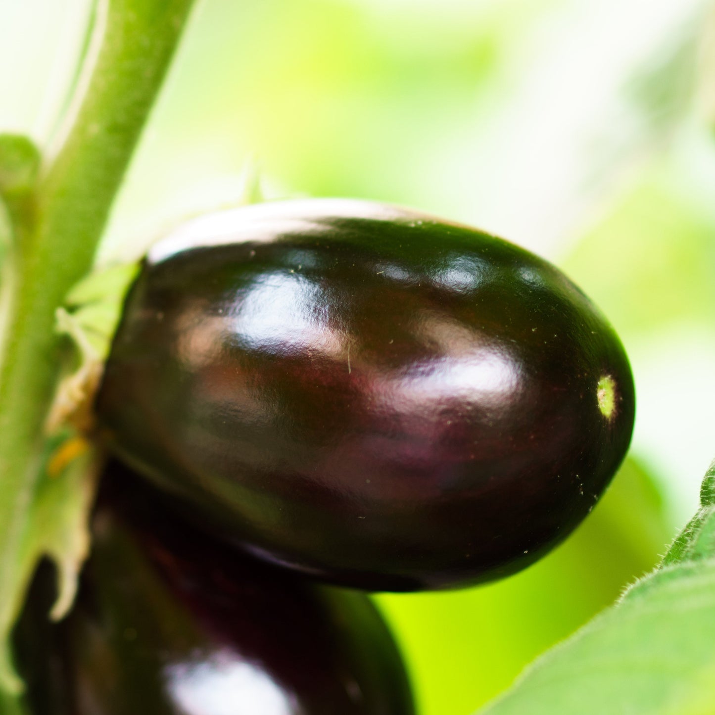 aubergine plant