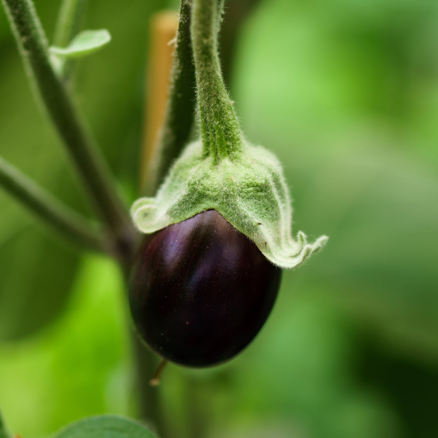 aubergine