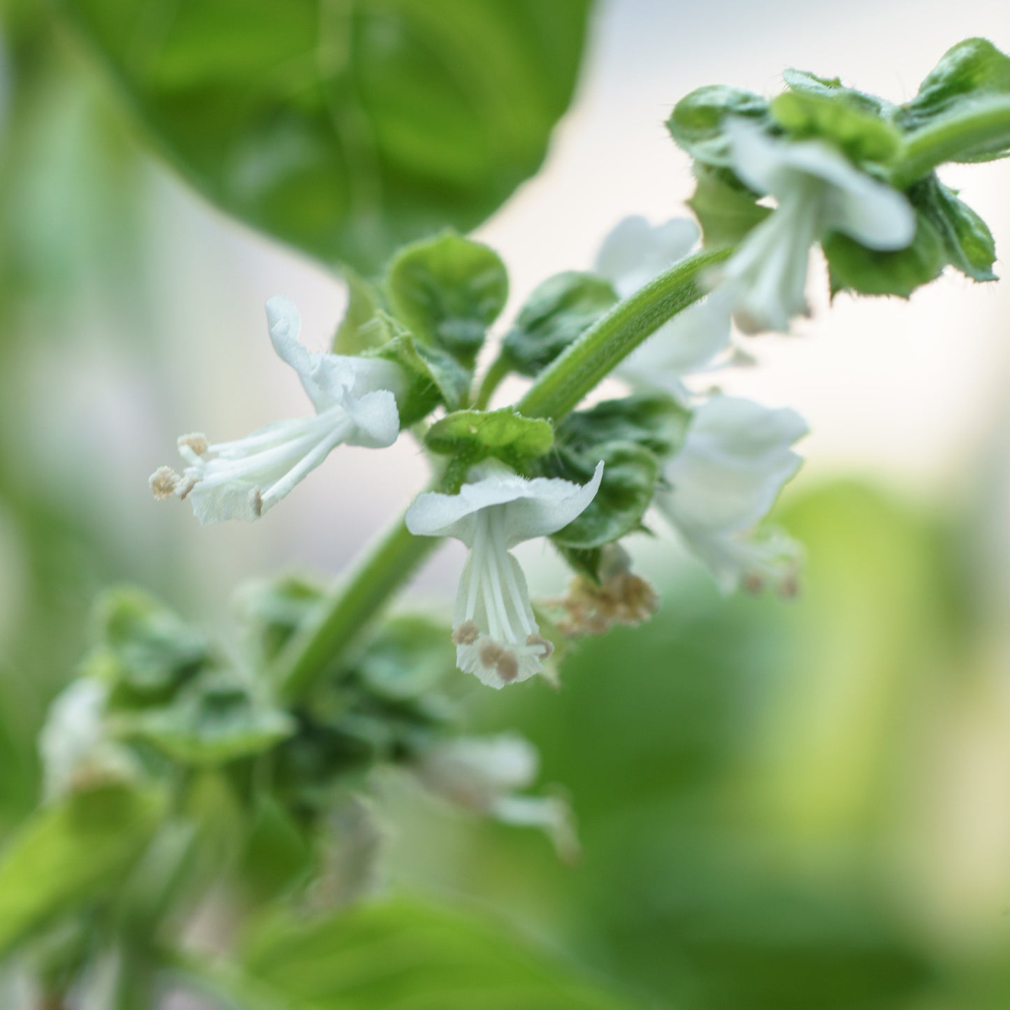 basilicum bloemen