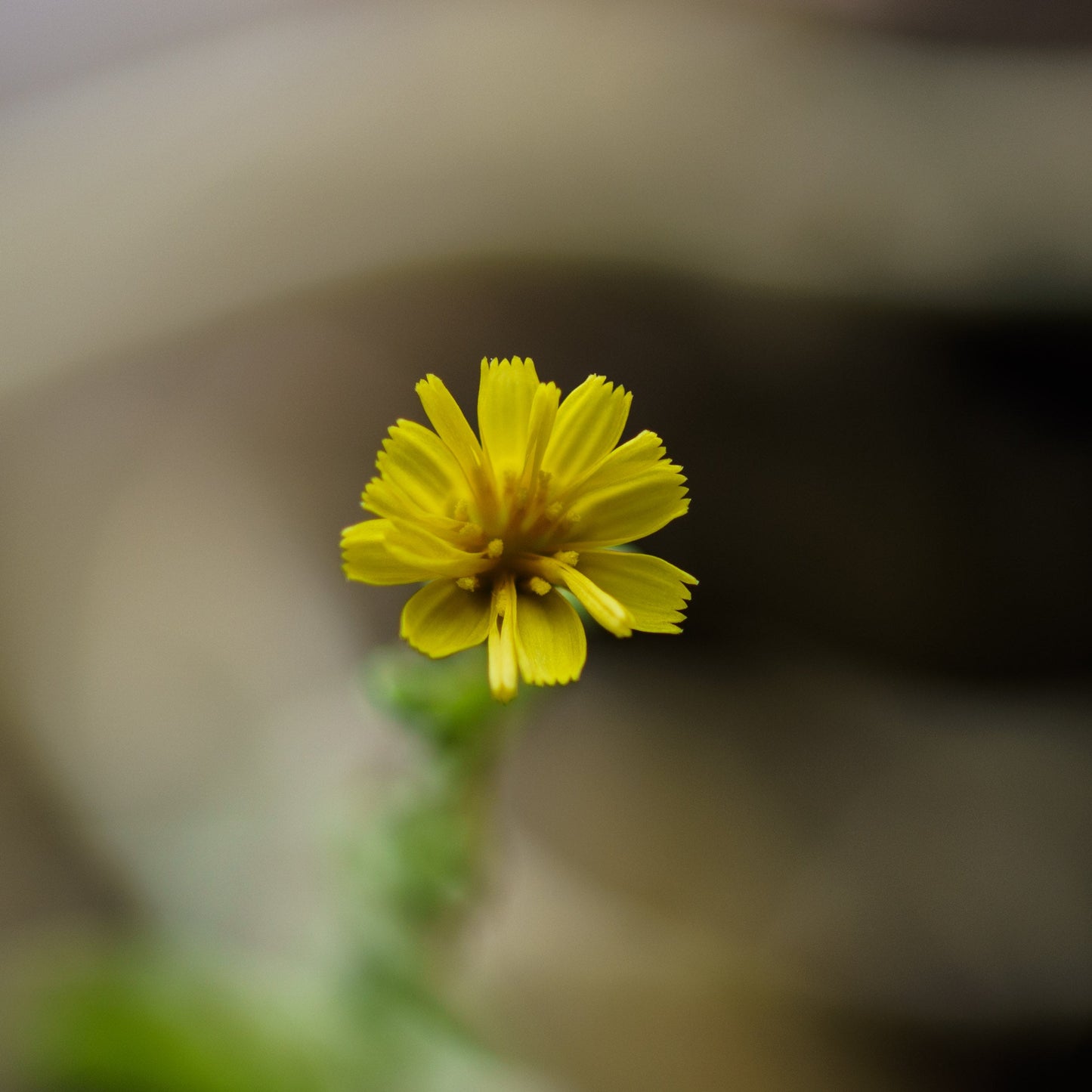 eikenbladsla bloemen