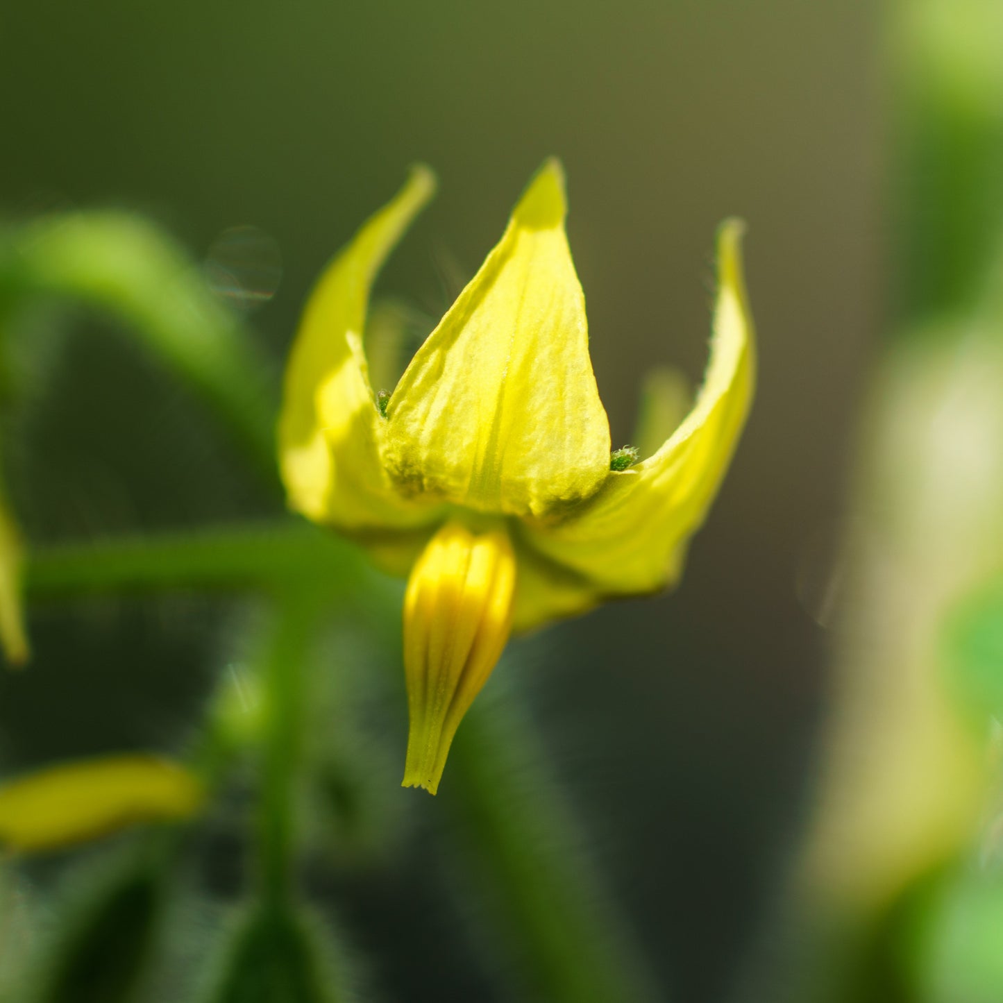 kerstomaten bloem