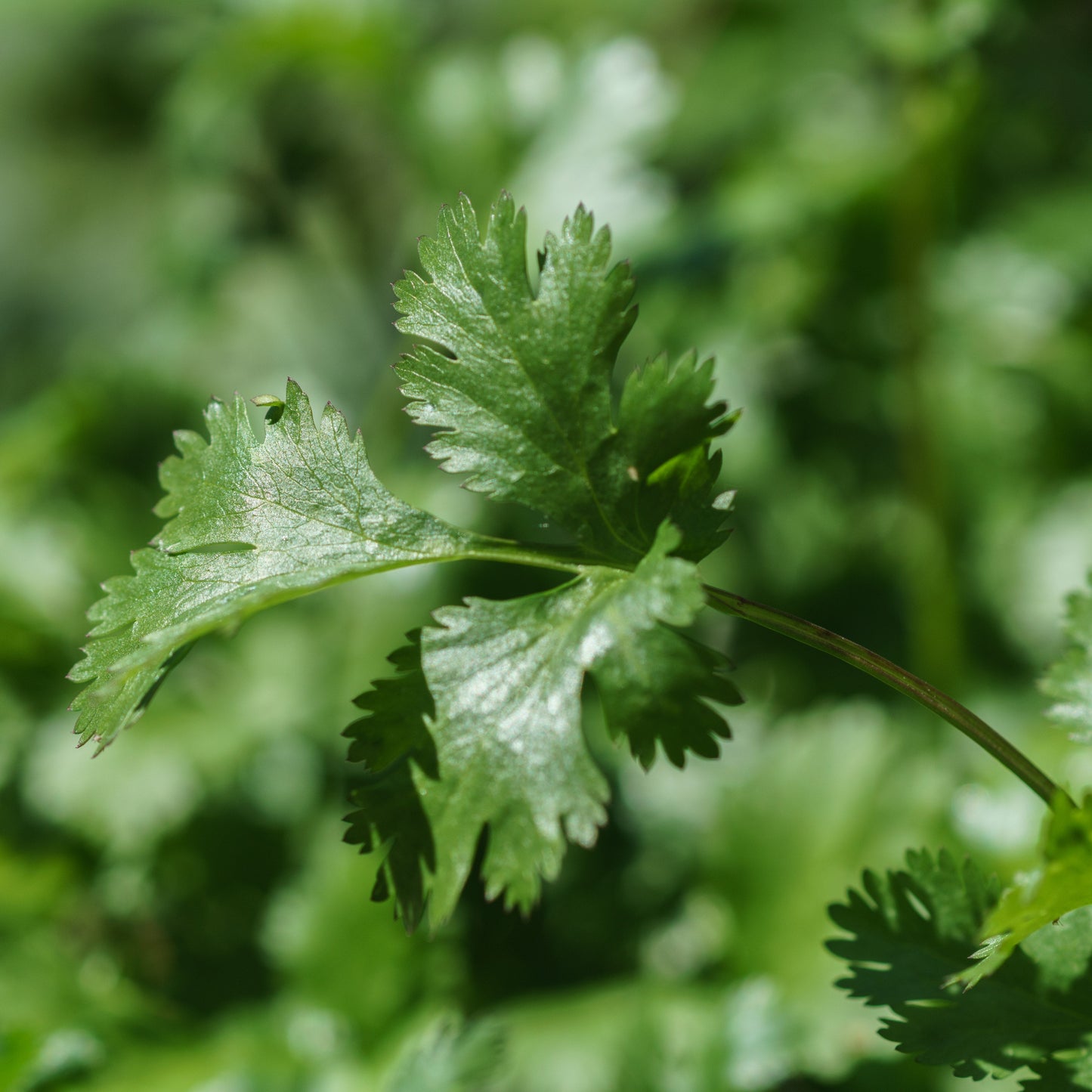 koriander plant