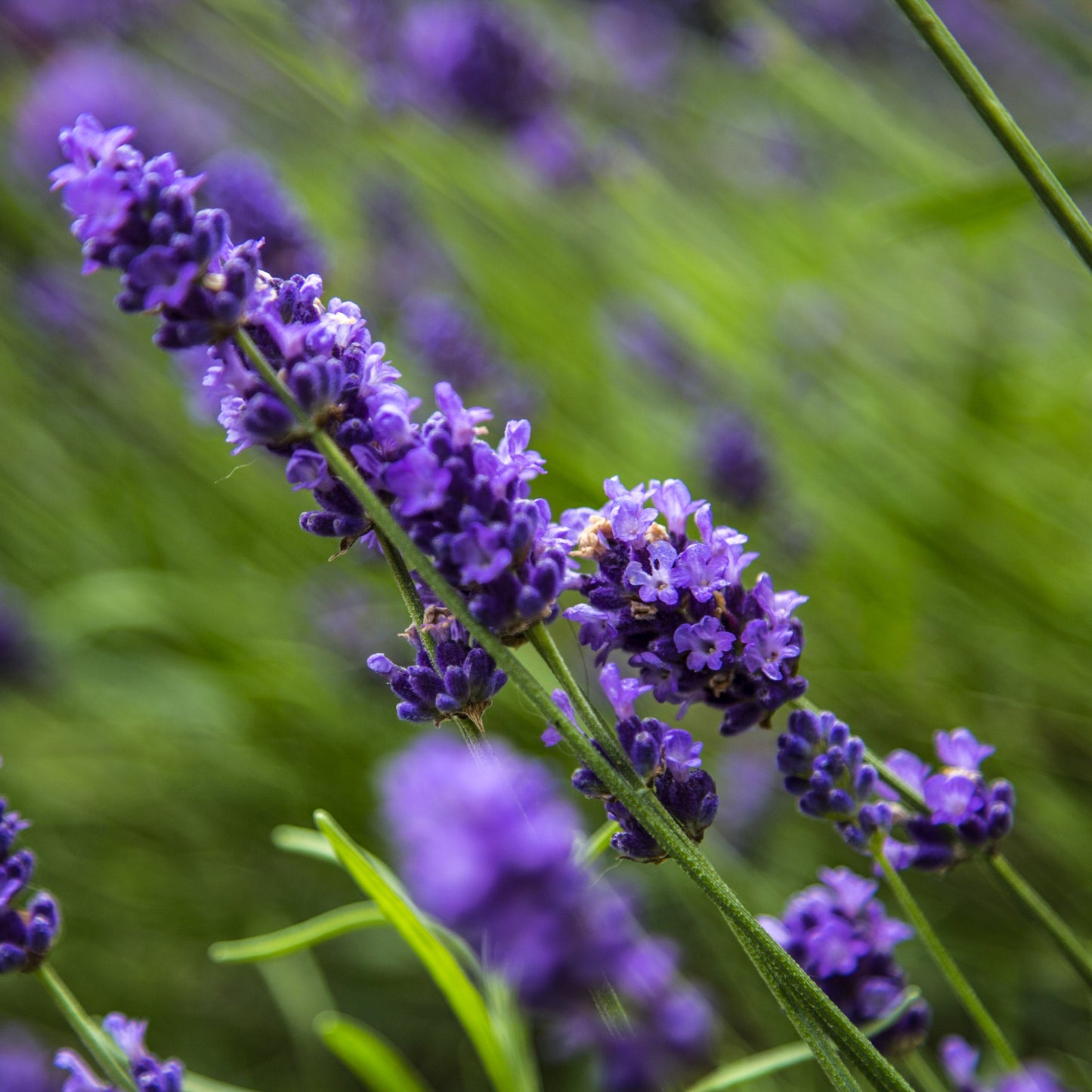 lavendel kweken