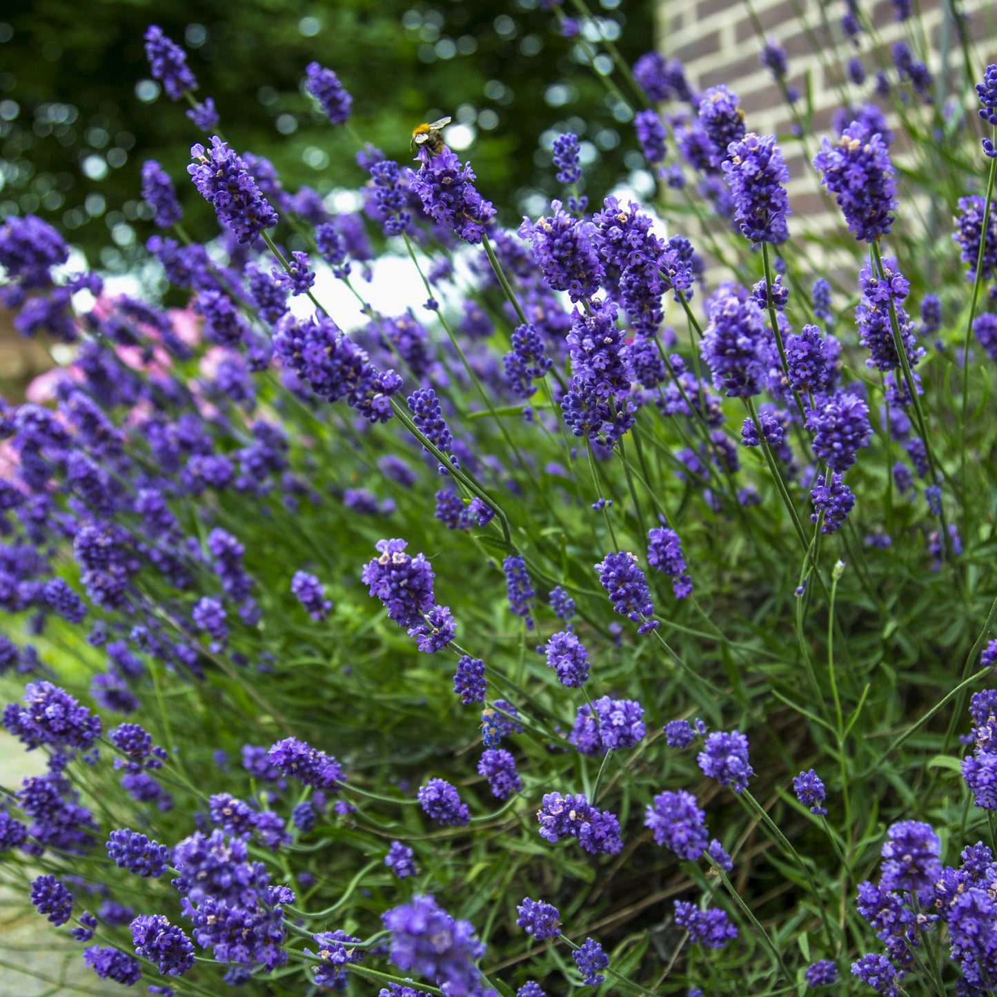 lavendel