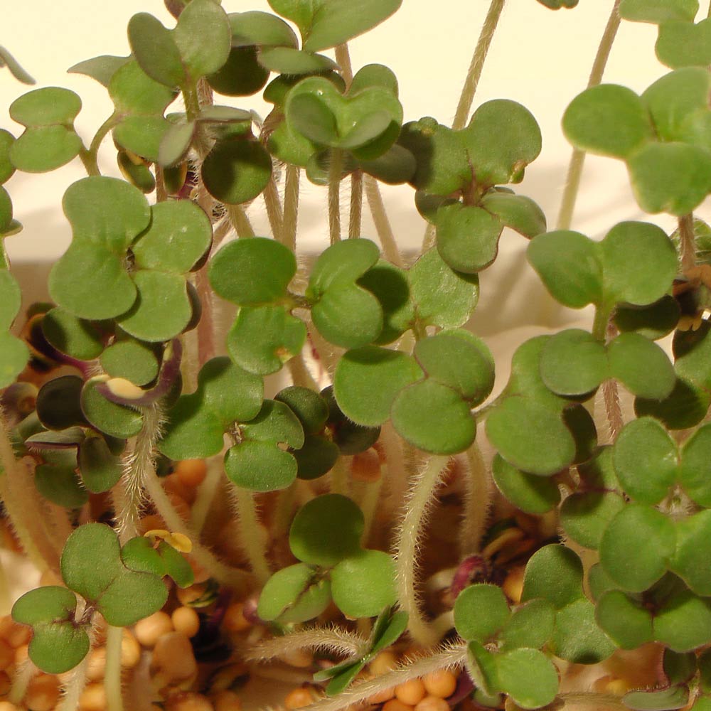 mosterdkers biologisch