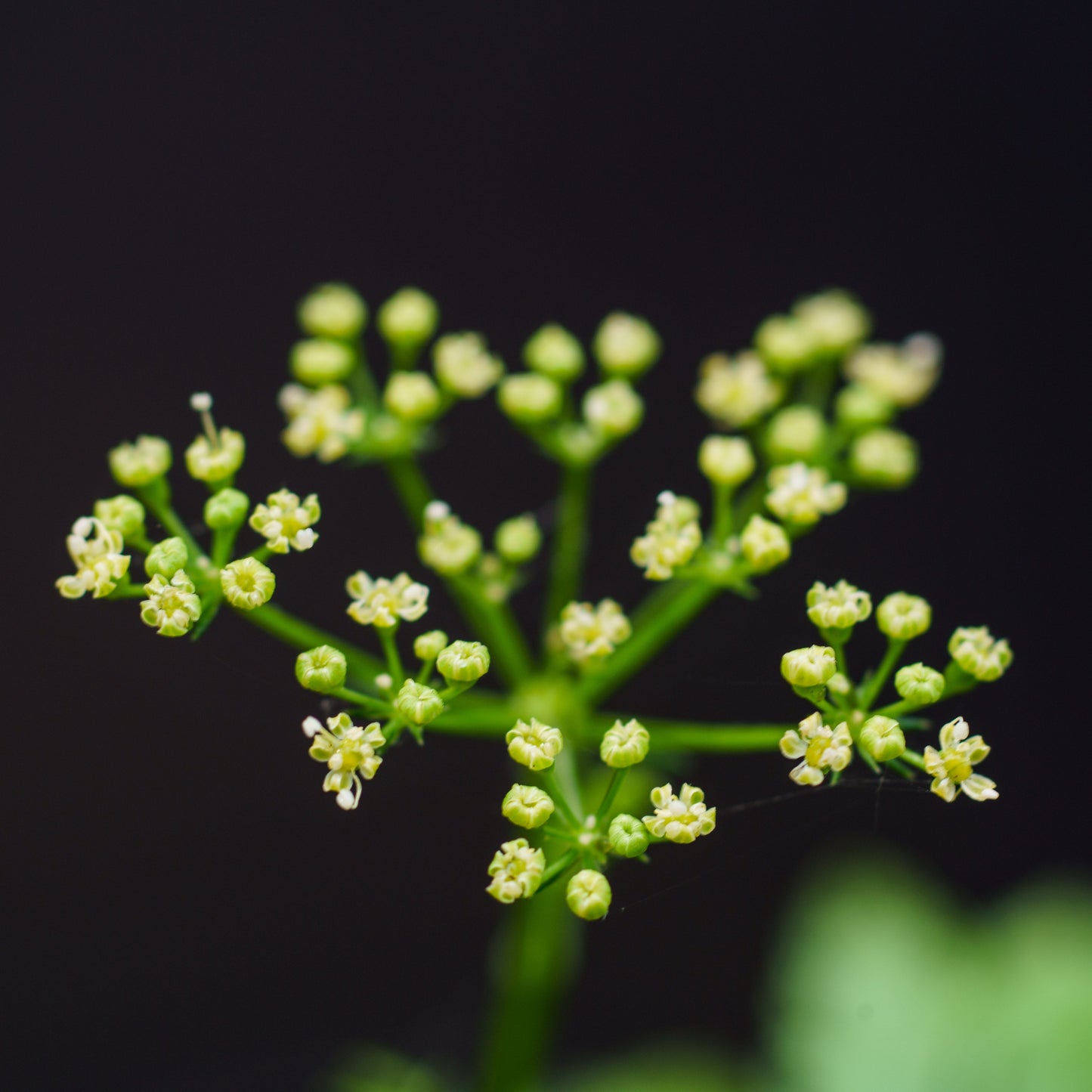 peterselie bloemen