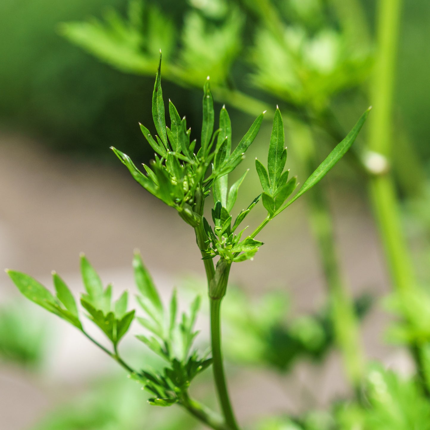 peterselie plant