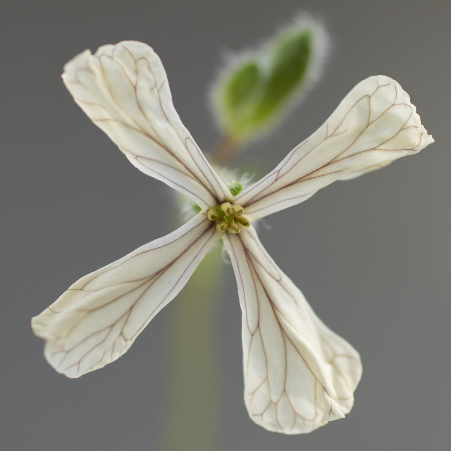 rucola bloemen