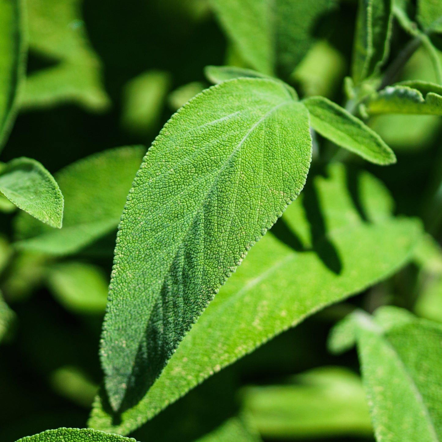 salie plant