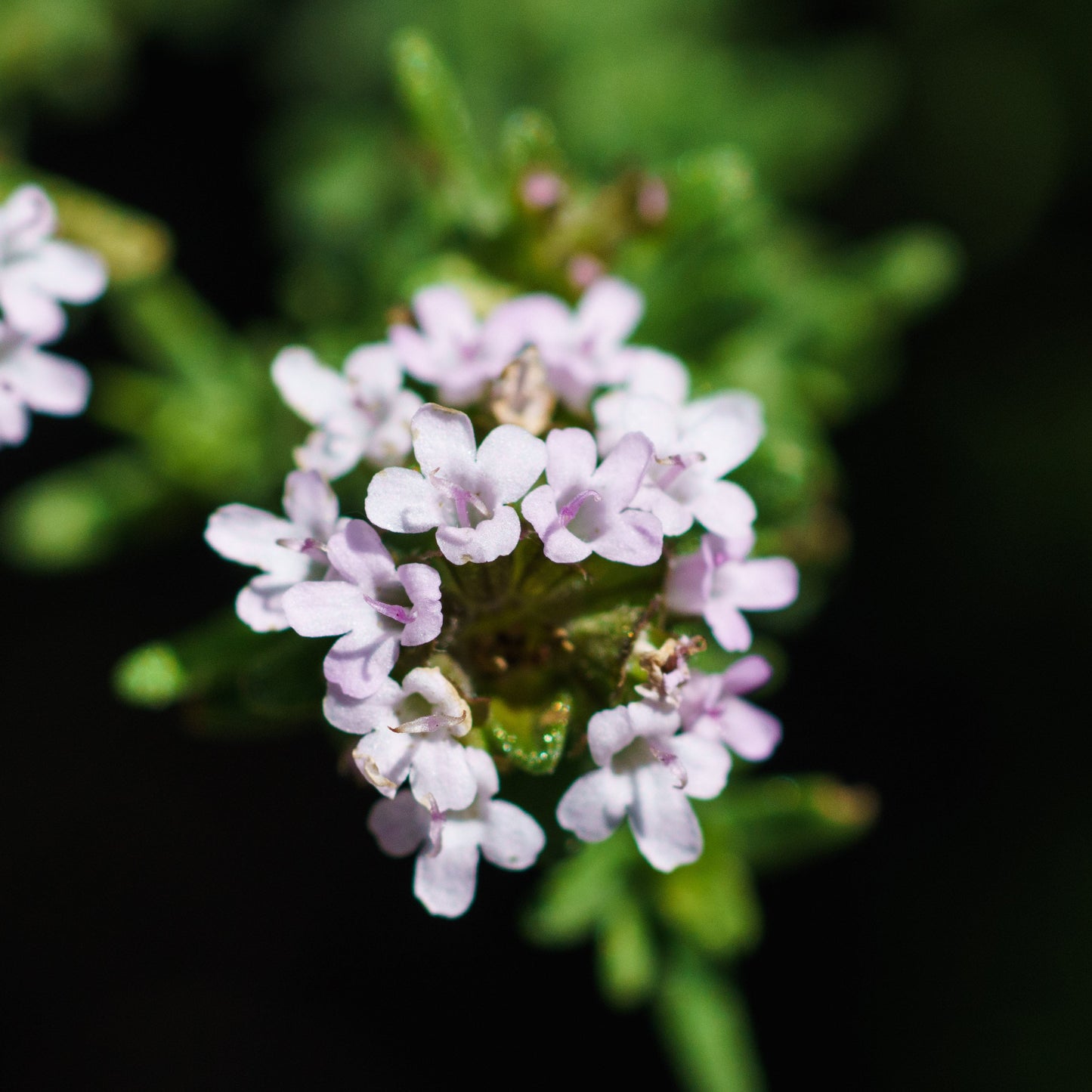 tijm bloemen