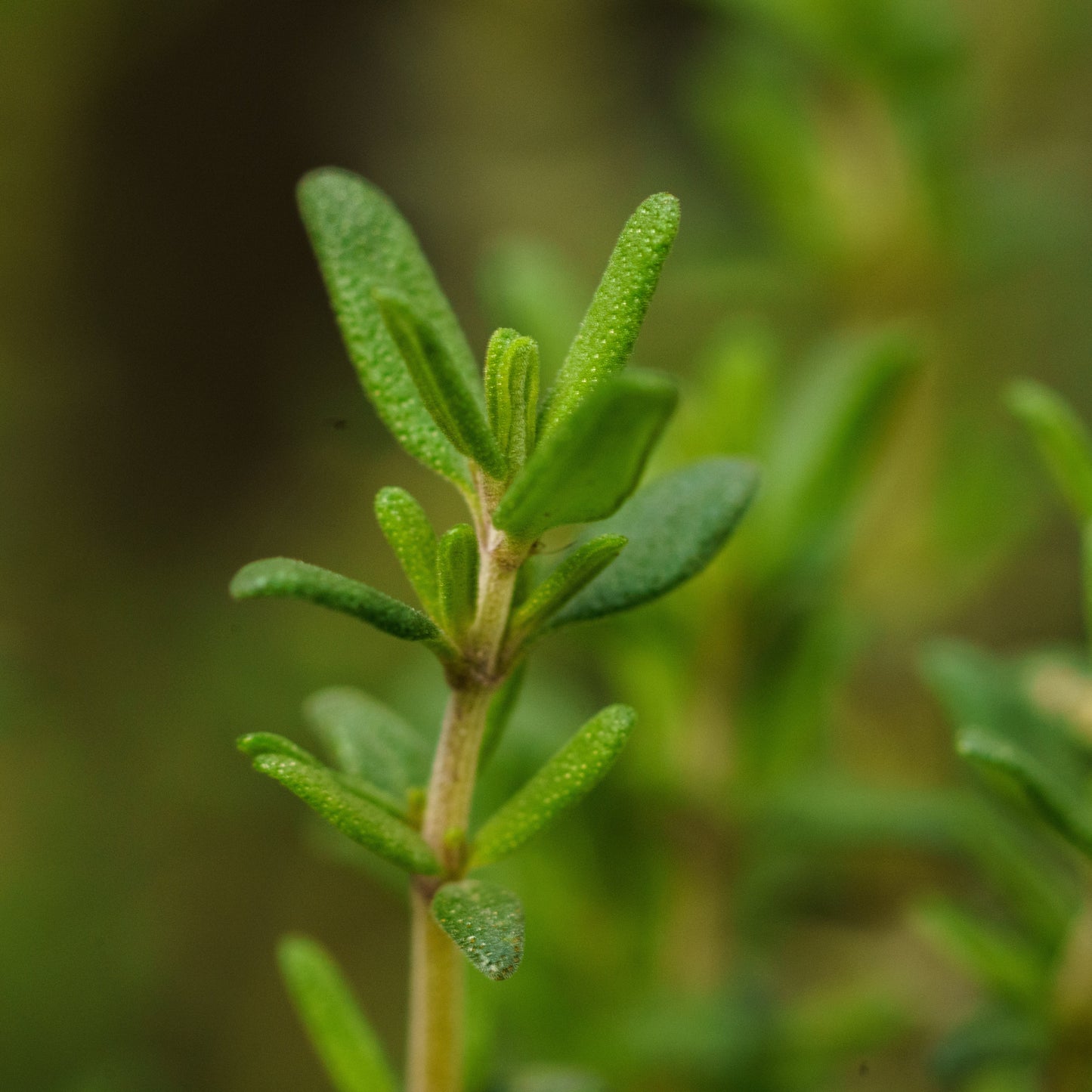 tijm plant